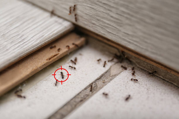 Best Emergency Pest Control  in Battle Mountain, NV