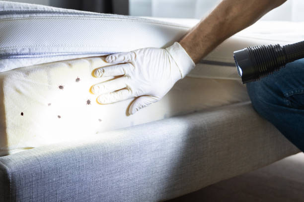 Best Best Pest Control Companies  in Battle Mountain, NV