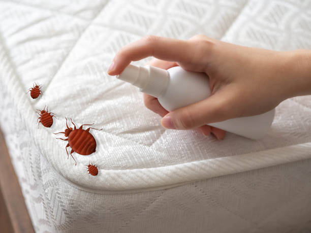 Best Local Pest Control Services  in Battle Mountain, NV
